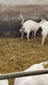 VID-20230330-WA0004